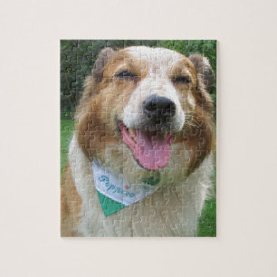Puzzle border collie mix