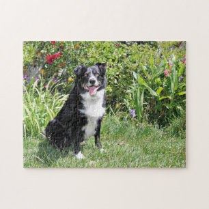 Puzzle Border collie - paddy - Pasten