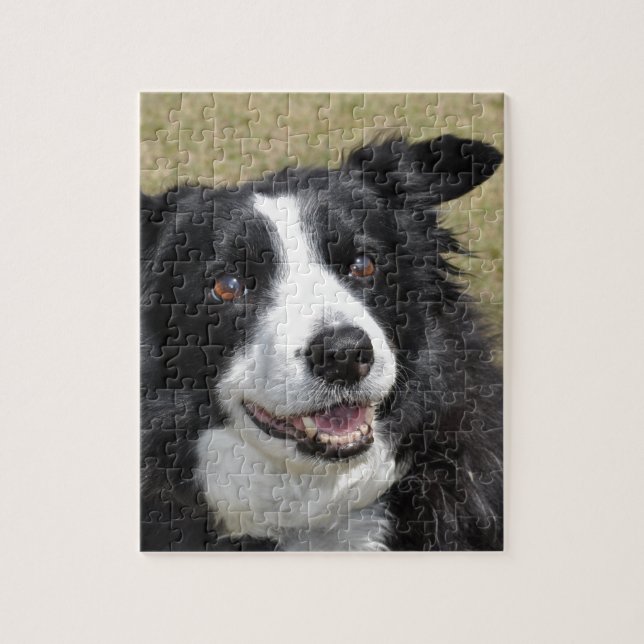 Puzzle Bordure Collie (Vertical)