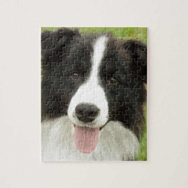 Puzzle Bordure Collie (Vertical)