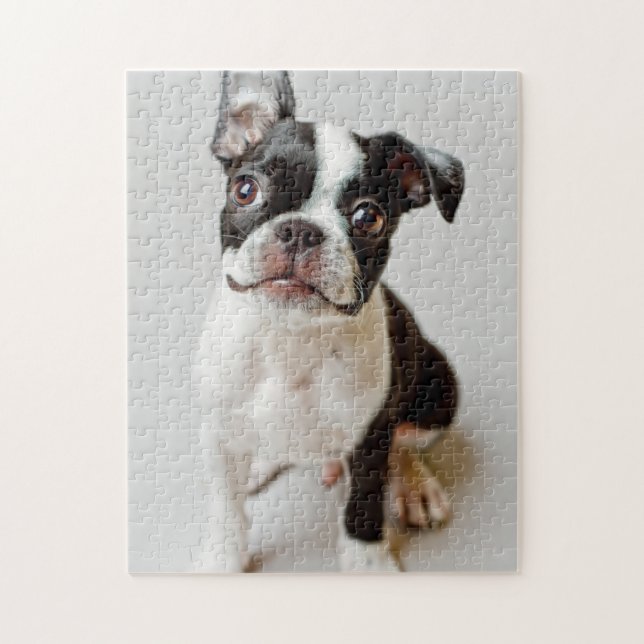Puzzle Boston Terrier (Vertical)
