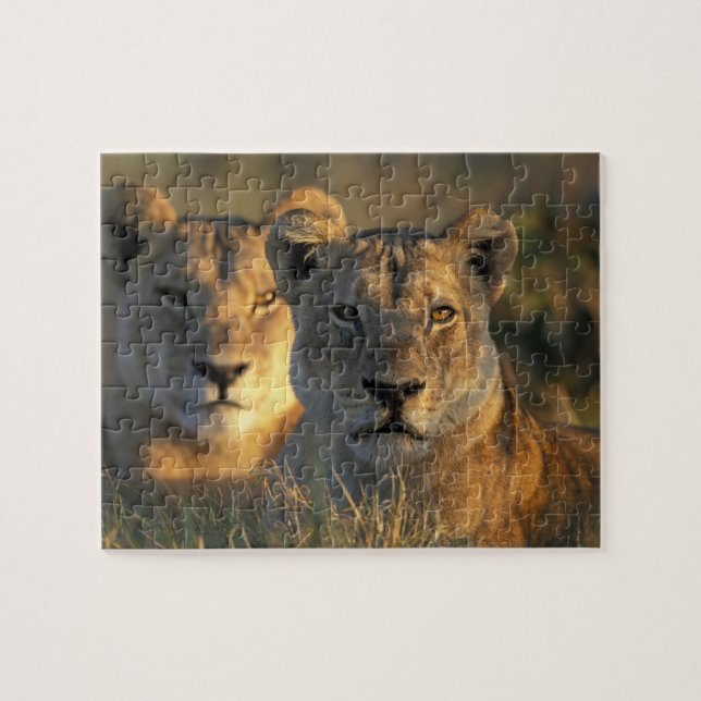 Puzzle Botswana, parc national de Chobe, Lionnes (Horizontal)