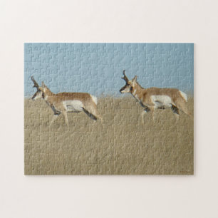 Puzzle Boucs d'antilope pronghorn A45