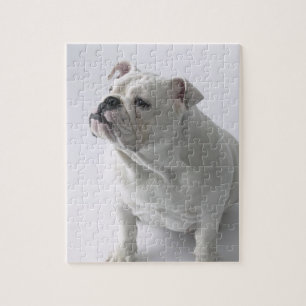 Puzzle Bouledogue anglais blanc se reposant dans le