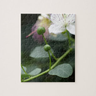 Puzzle Bourgeons du buisson de câpre, Capparis spinos.