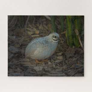 Puzzle Bouton d'argent mâle Quail dans l'herbe