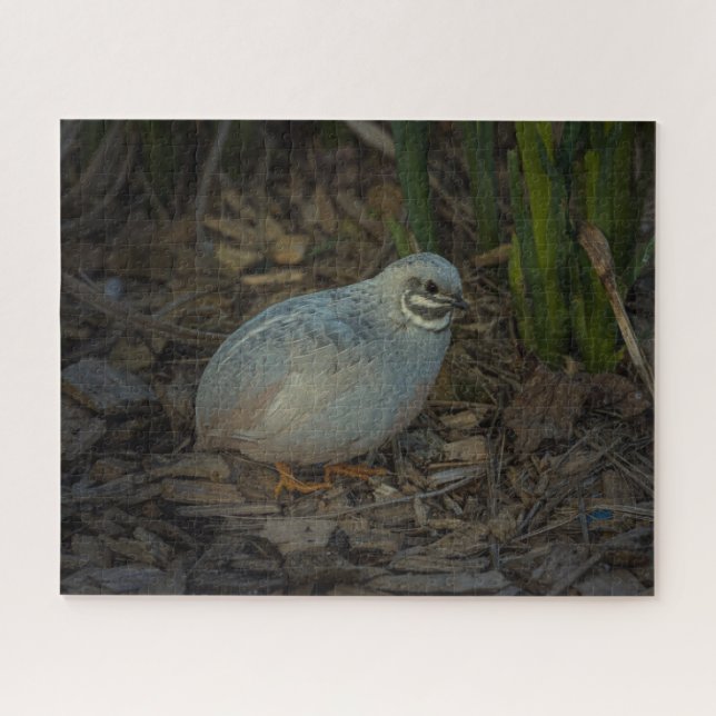 Puzzle Bouton d'argent mâle Quail dans l'herbe (Horizontal)