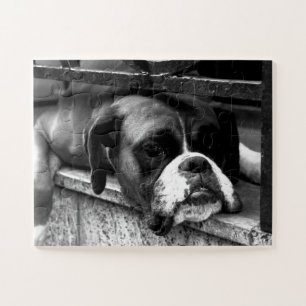 Puzzle Boxer Dog On Windowsill 11x14 30pc jpcna