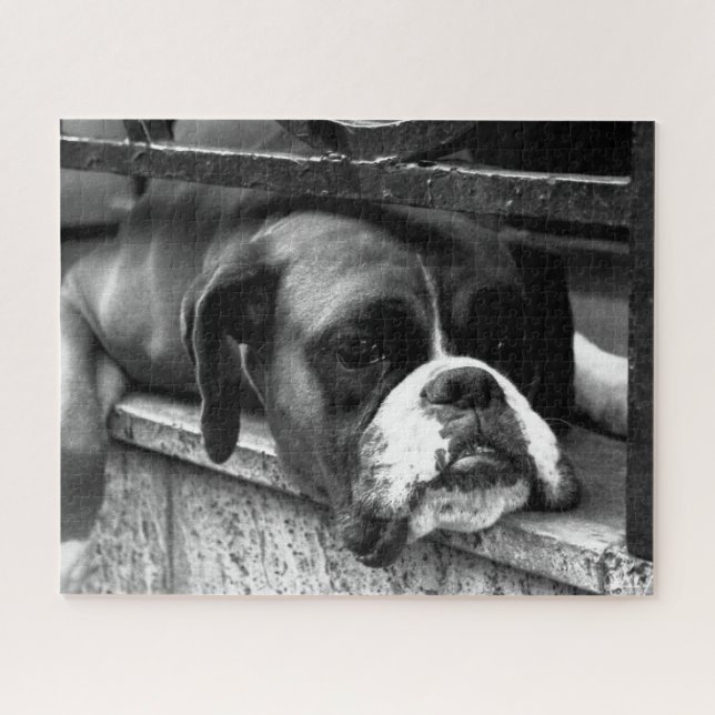 Puzzle Boxer Dog On Windowsill 16x20 520pc jpcn (Horizontal)