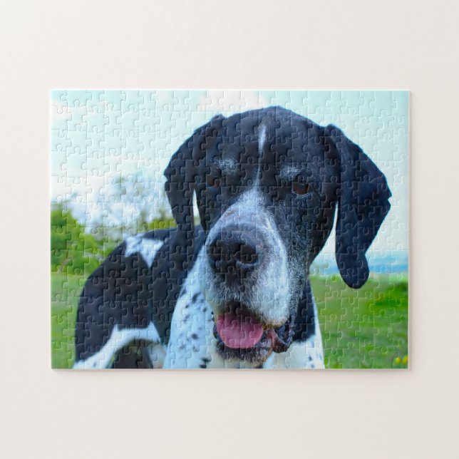Puzzle Braque anglais. (Horizontal)