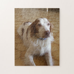 Puzzle brittany spaniel laying