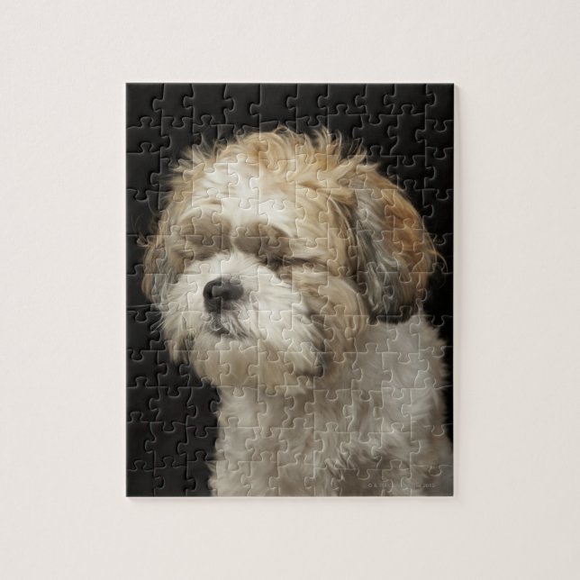 Puzzle Brown and White Shih Tzu with eyes closed (Vertical)