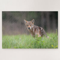 Brown Coyote, Canadian Wildlife Photography