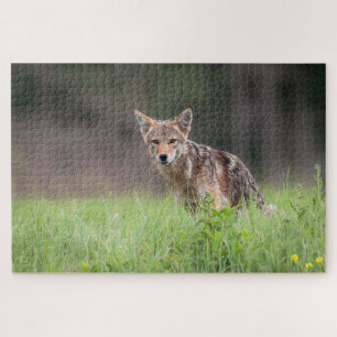 Puzzle Brown Coyote, Canadian Wildlife Photography