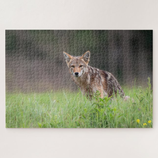 Puzzle Brown Coyote, Canadian Wildlife Photography (Horizontal)