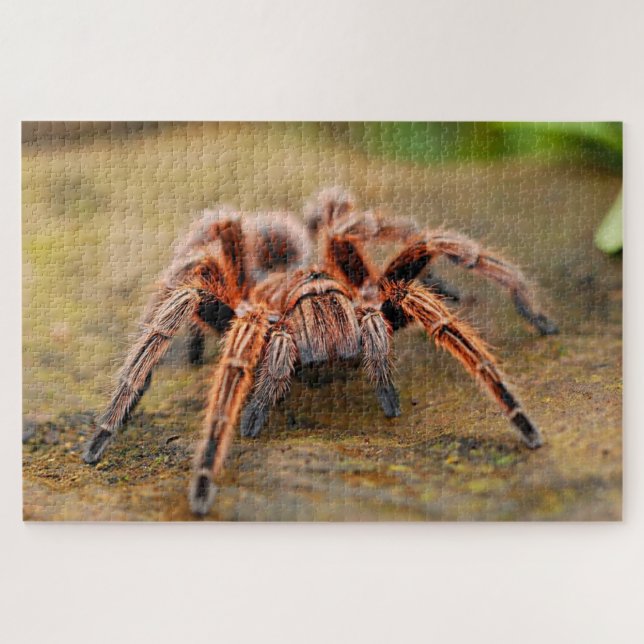Puzzle Brown tarantula spider on land (Horizontal)