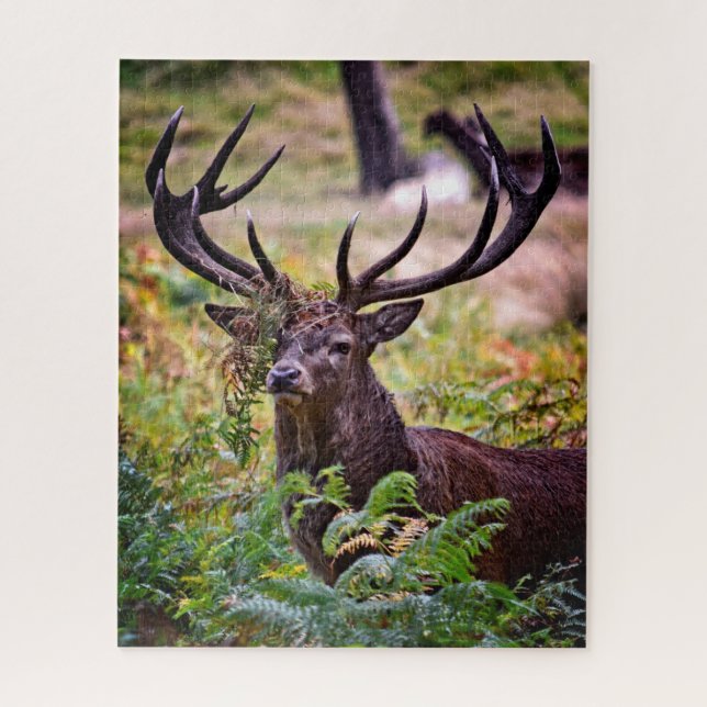 Puzzle Buck in Richmond Park - 16x20 - 520 pièces (Vertical)