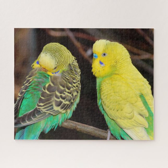 Puzzle Budgie Parakeet Bird (Horizontal)