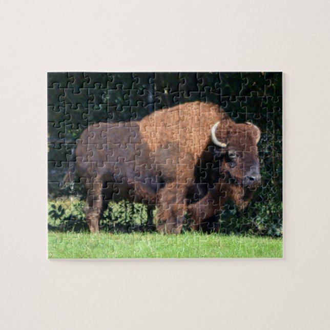 Puzzle Buffalo (Bison) Kansas, Oklahoma, Wyoming (Horizontal)