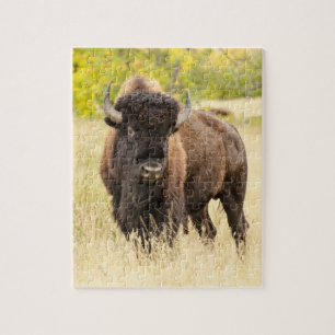 Puzzle Buffalo sauvage dans un domaine