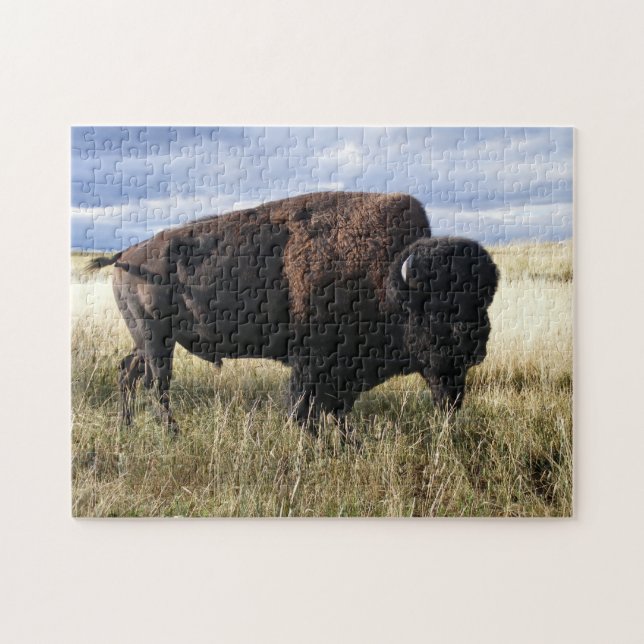 Puzzle Buffalo Taureau (Horizontal)
