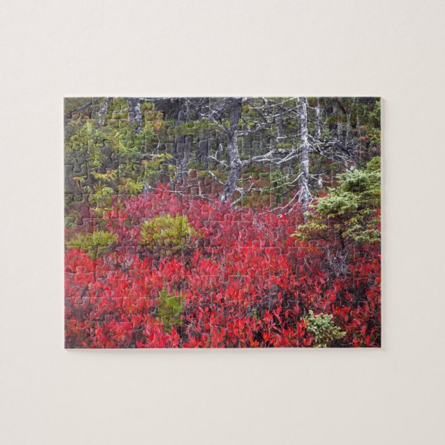 Puzzle Buissons de myrtilles et pins (Horizontal)