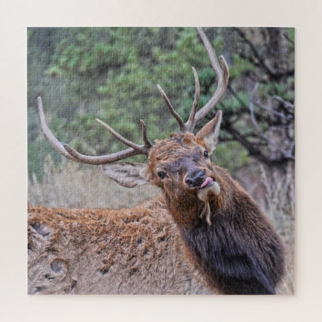 Puzzle Bull Elk Sticking Out Sa Langue (Vertical)