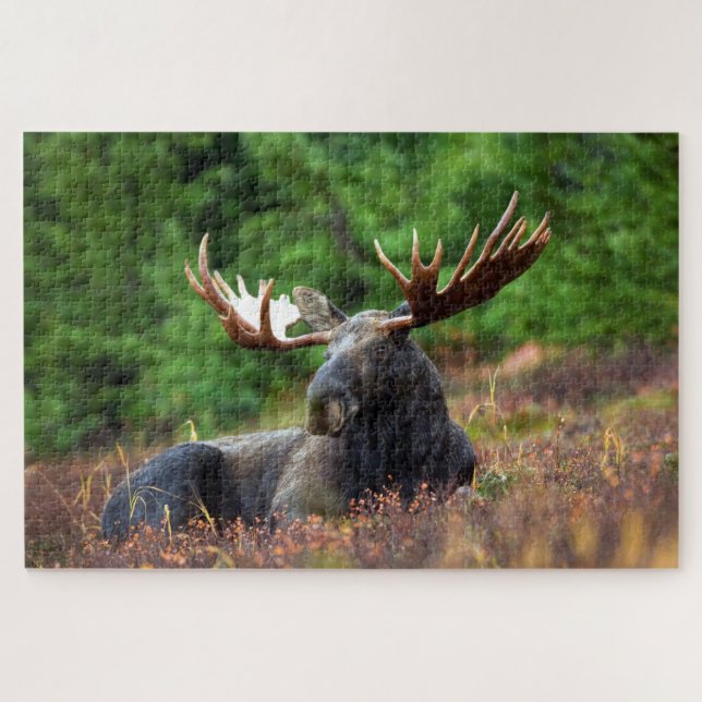 Puzzle Bull Moose Jigsaw (Horizontal)
