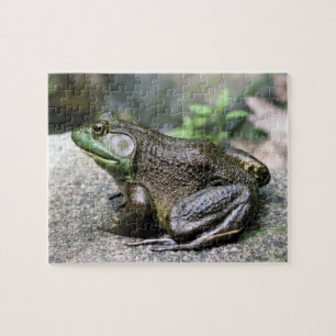 Puzzle Bullfrog Assis Sur Rock Nature