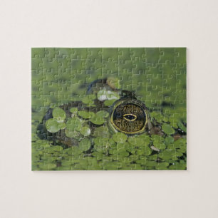 Puzzle Bullfrog, Rana catesbeiana, adulte en algue