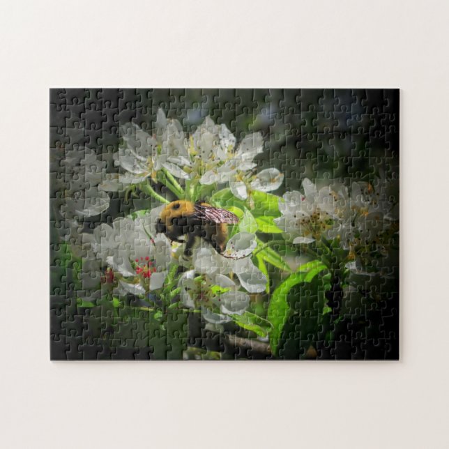 Puzzle Bumble Bee on Pear Tree Flower (Horizontal)