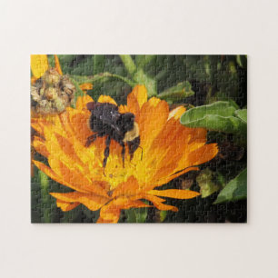 Puzzle - Bumble Bee sur Calendula