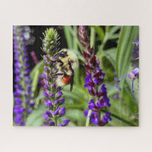 Puzzle Bumblebebe central avec Plante Speedwell Flower