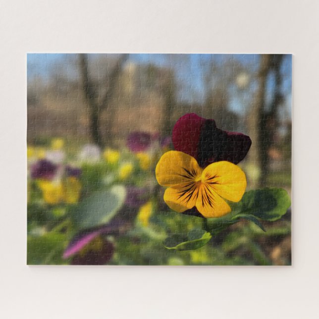Puzzle Burgundy yellow pany (Horizontal)