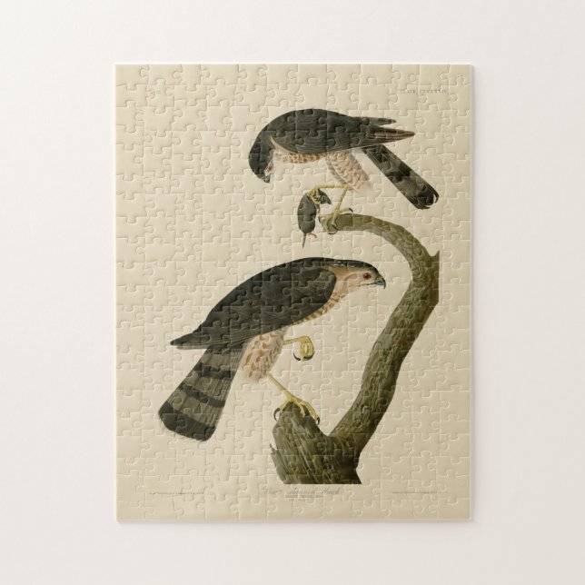 Puzzle Buse à tête blanche des oiseaux d'Amérique d'Audub (Vertical)