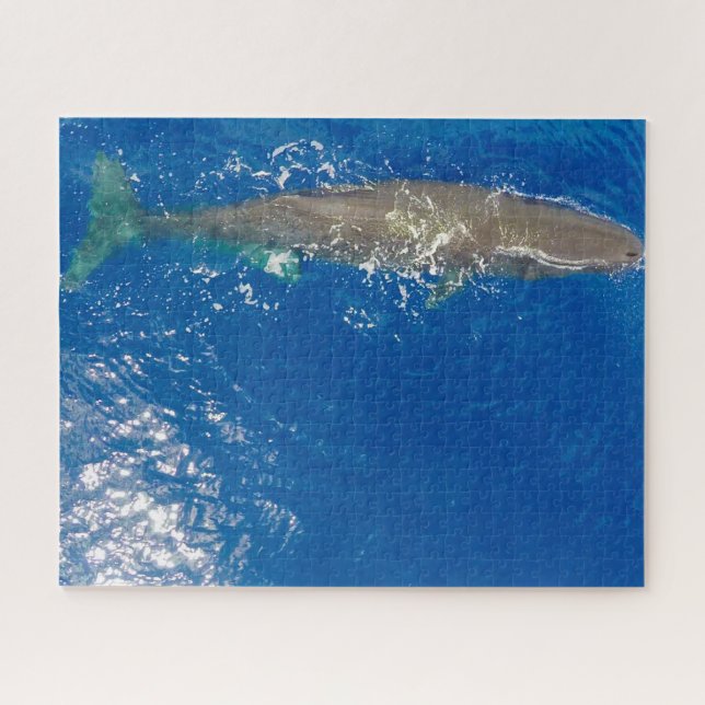 Puzzle Cachalot (Horizontal)
