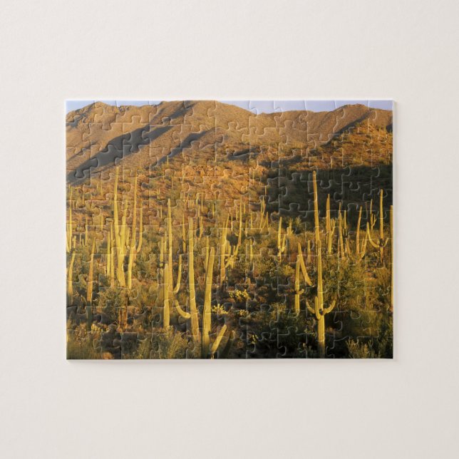 Puzzle Cactus saguaro dans le parc national de Saguaro pr (Horizontal)
