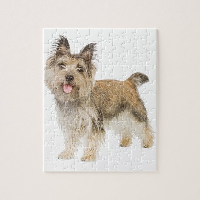 Puzzle Cairn Terrier (Vertical)