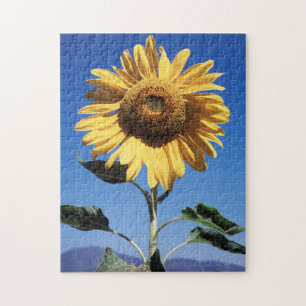 Puzzle Californie, Un Tournesol Mammouth (Helianthus) 3
