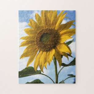 Puzzle Californie, Un Tournesol Mammouth (Helianthus) 4