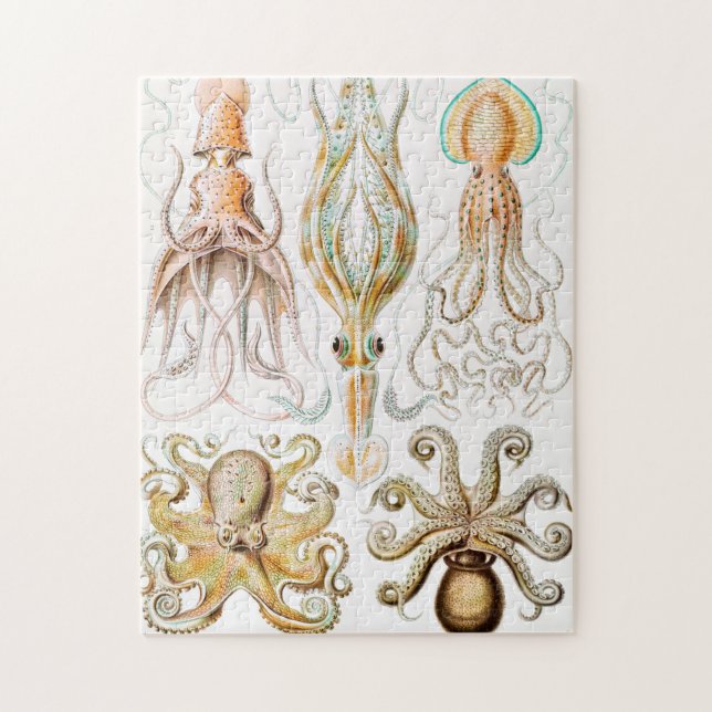 Puzzle Calmar de poulpe, Gamochonia par Ernst Haeckel (Vertical)