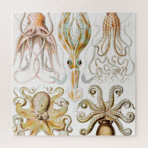 Puzzle Calmar de poulpe, Gamochonia par Ernst Haeckel