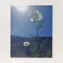 Calme matinal : Fleur de crème dans une lumière tr