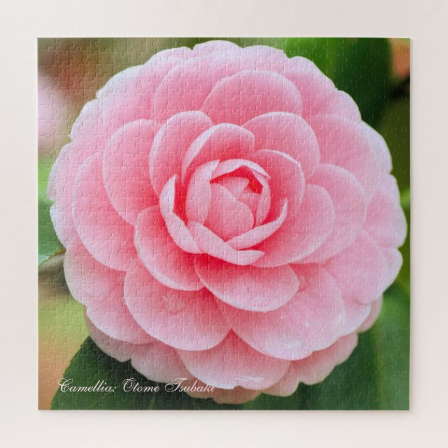 Puzzle Camellia : Otome-Tsubaki [puzzle Carré] (Vertical)