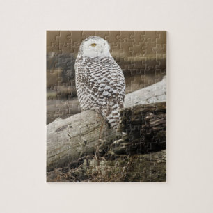 Puzzle Canada, Boundary Bay, Snowy Owl