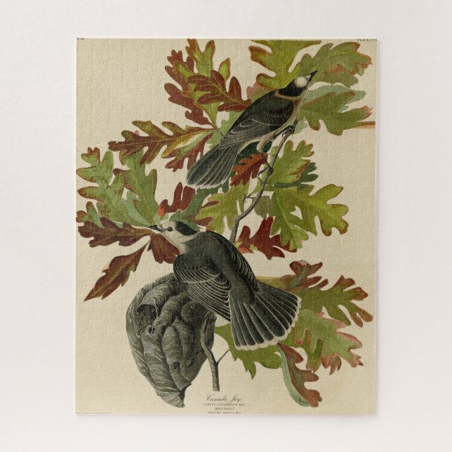 Puzzle Canada Jay (Grey Jay) - Audubon's Birds of America (Vertical)