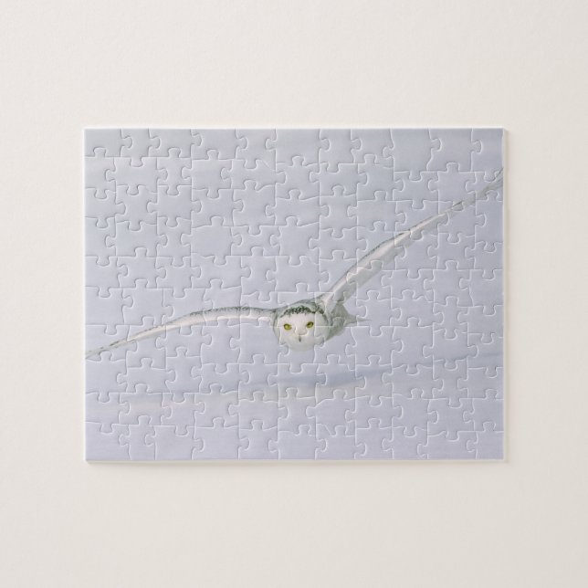 Puzzle Canada, Québec. Le hibou des neiges vole au-dessus (Horizontal)