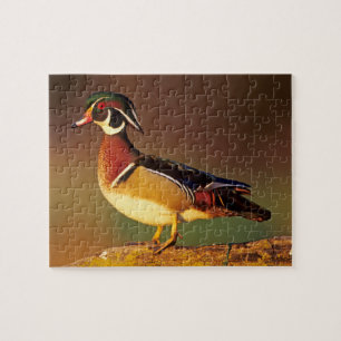 Puzzle Canard branchu mâle, Illinois