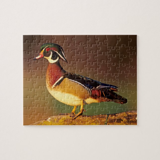 Puzzle Canard branchu mâle, Illinois (Horizontal)