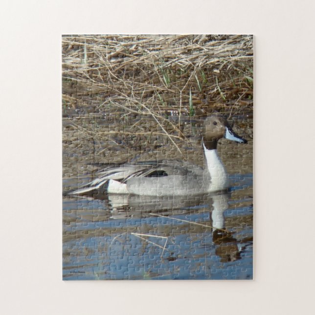 Puzzle Canard colvert B5 Pintail (Vertical)